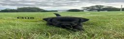Labrador Retriever dogs for sale: Gus - Ad 13