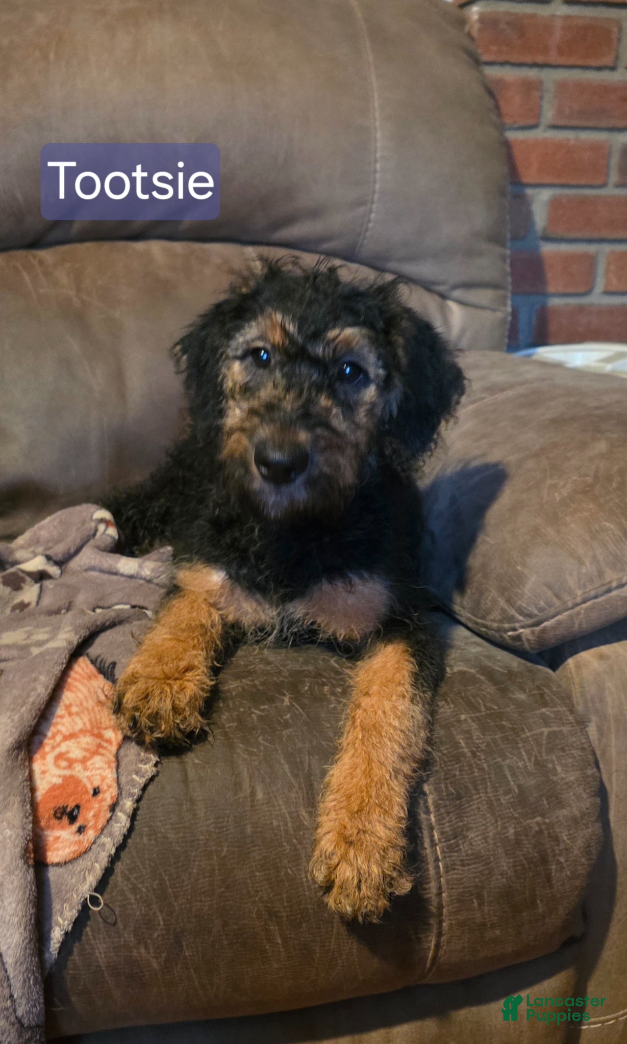 Mixed Breed dogs Tootsie - Ad 35