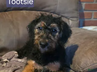 Mixed Breed dogs Tootsie - Ad 31