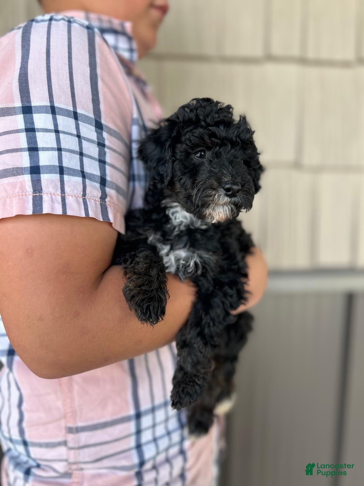 Miniature Poodle dogs Nadia  - Ad 2