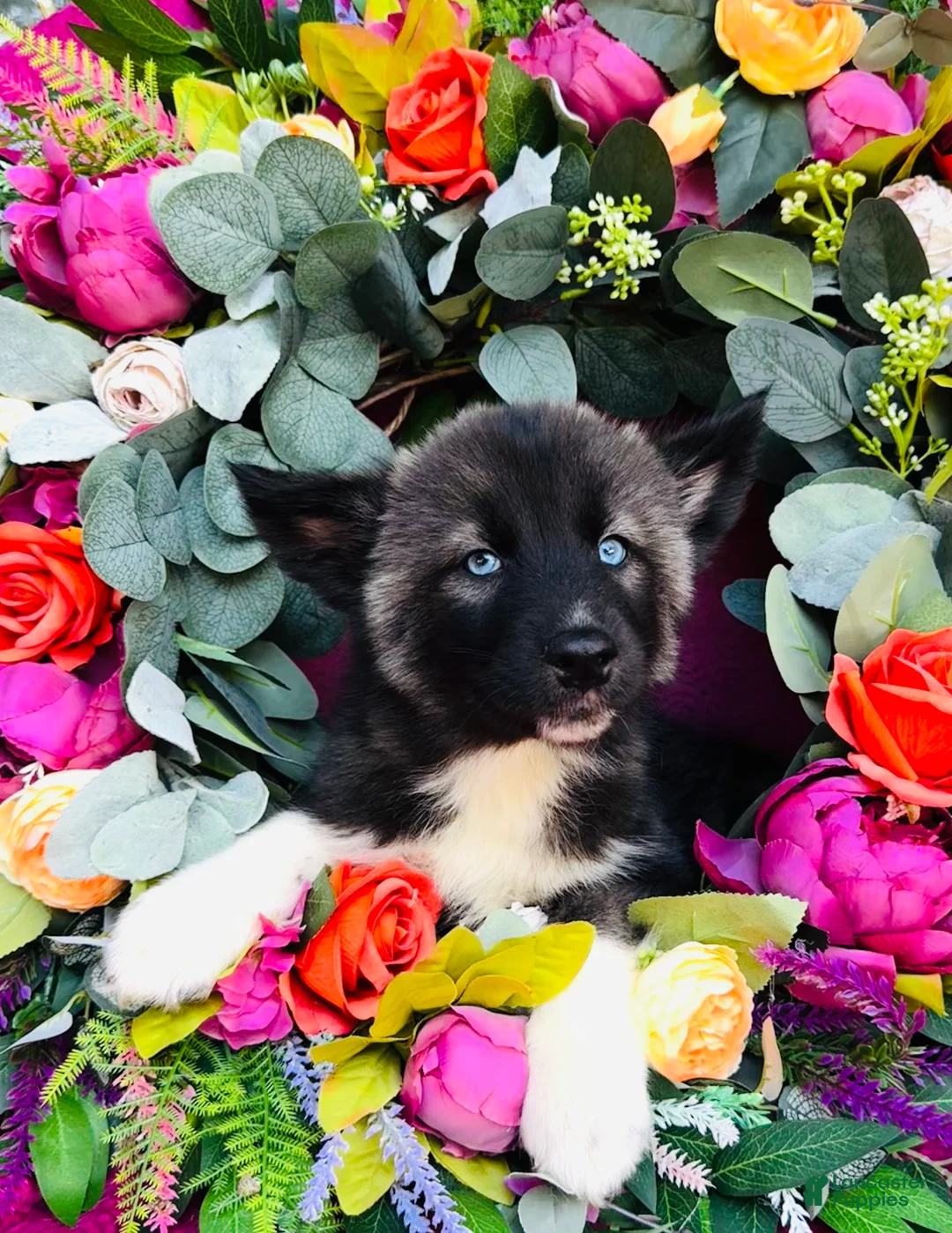 Siberian Husky dogs for sale: Koal - Ad 1