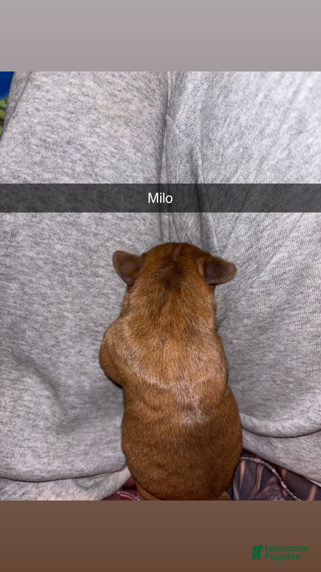 Mixed Breed dogs for sale: Milo  - Ad 4