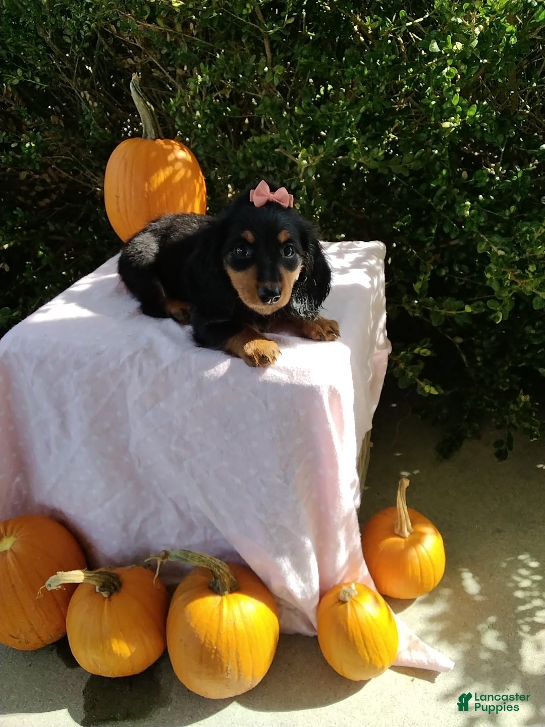 Miniature Dachshund dogs Lacy - Ad 2