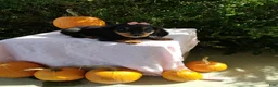 Miniature Dachshund dogs for sale: Lacy - Ad 2