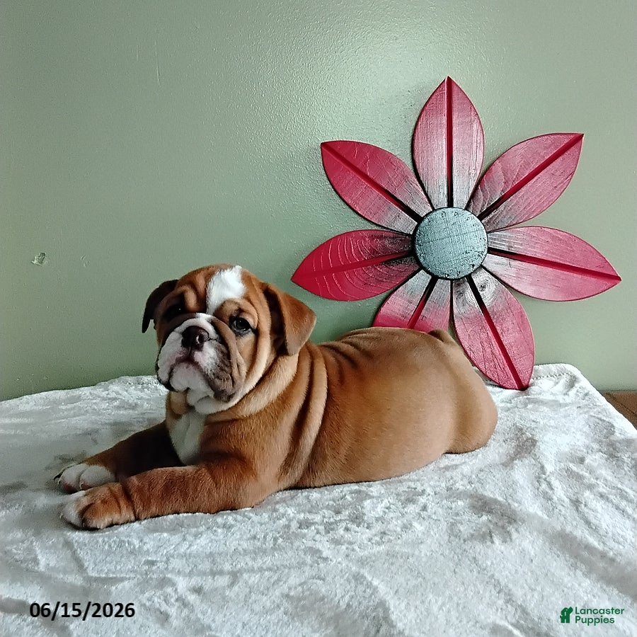 English Bulldog dogs Savanah - Ad 1