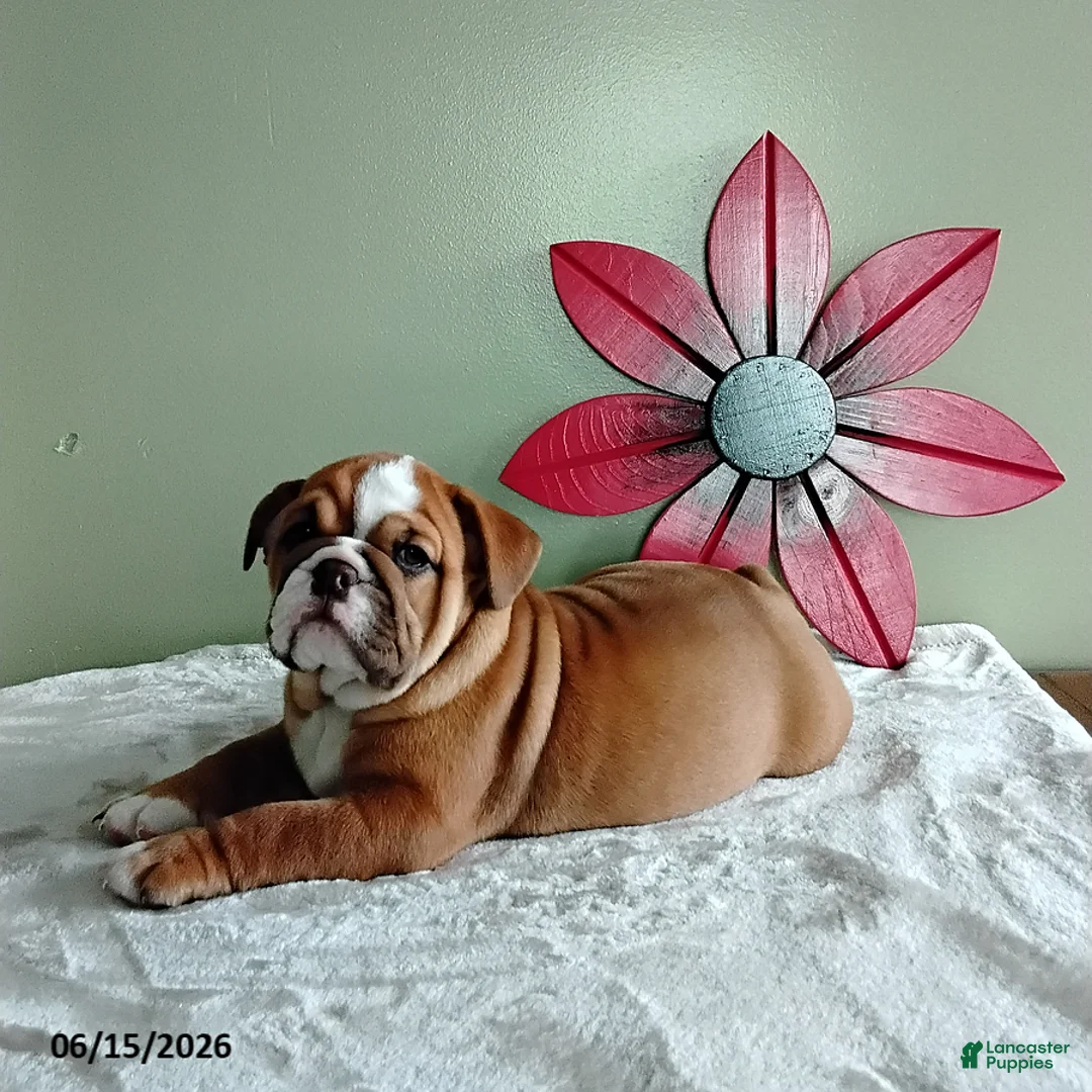 English Bulldog dogs for sale: Savanah - Ad 1