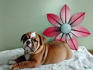 English Bulldog dogs for sale: Savanah - Ad 4