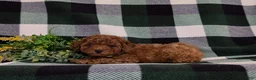Toy Poodle dogs for sale: Silvester 9 lbs Full Grown - Ad 4