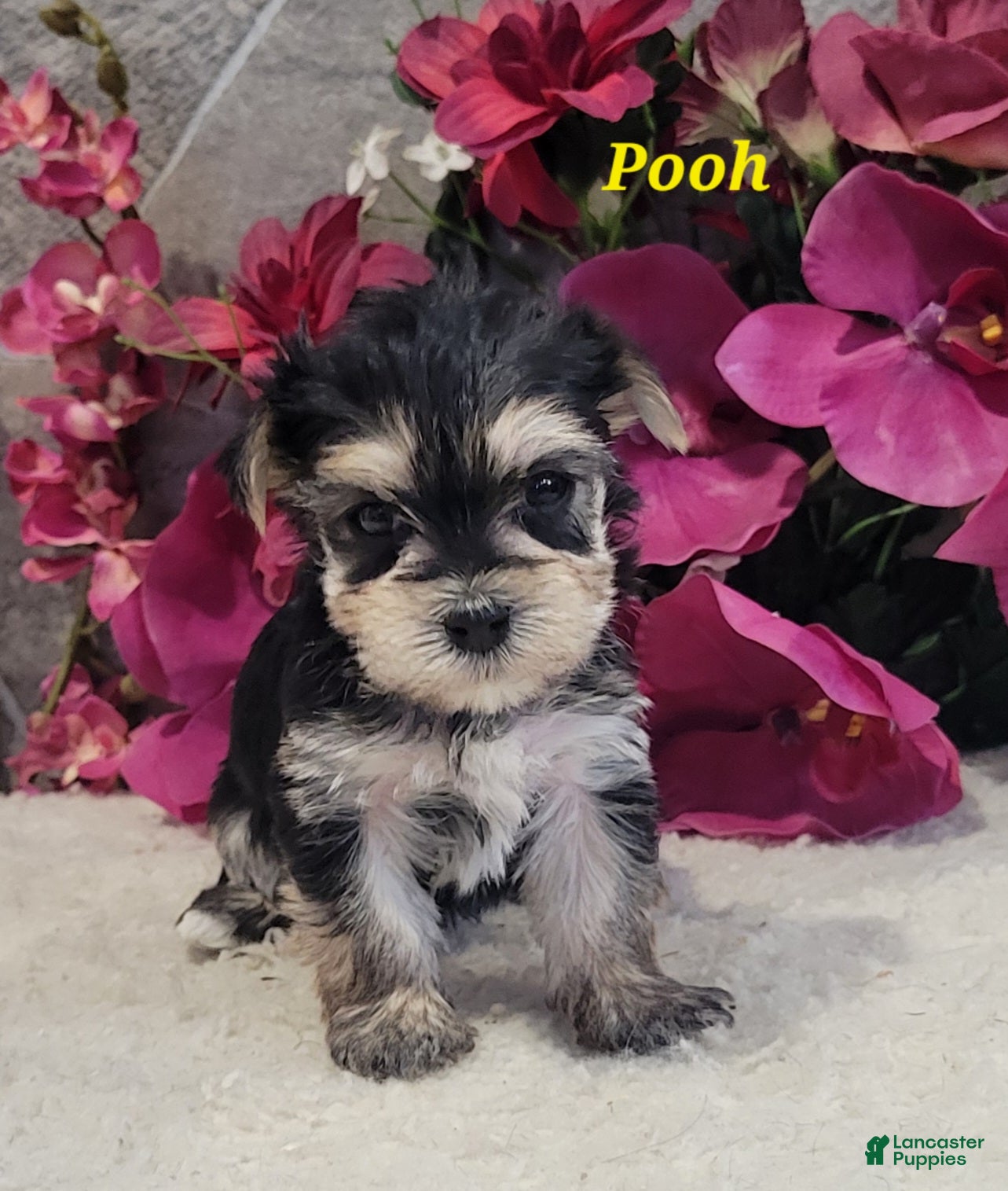 Morkie dogs Pooh - Ad 2