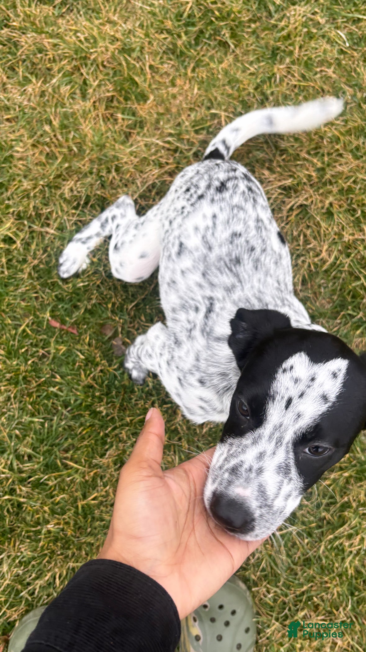 Dalmatian dogs Cloiie - Ad 21