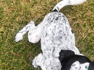 Dalmatian dogs Cloiie - Ad 21