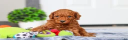 Mini Goldendoodle dogs for sale: Mitch - Ad 3