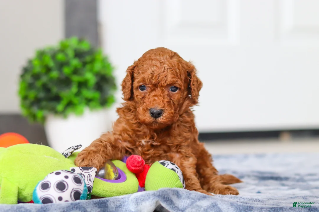 Mini Goldendoodle dogs for sale: Mitch - Ad 3