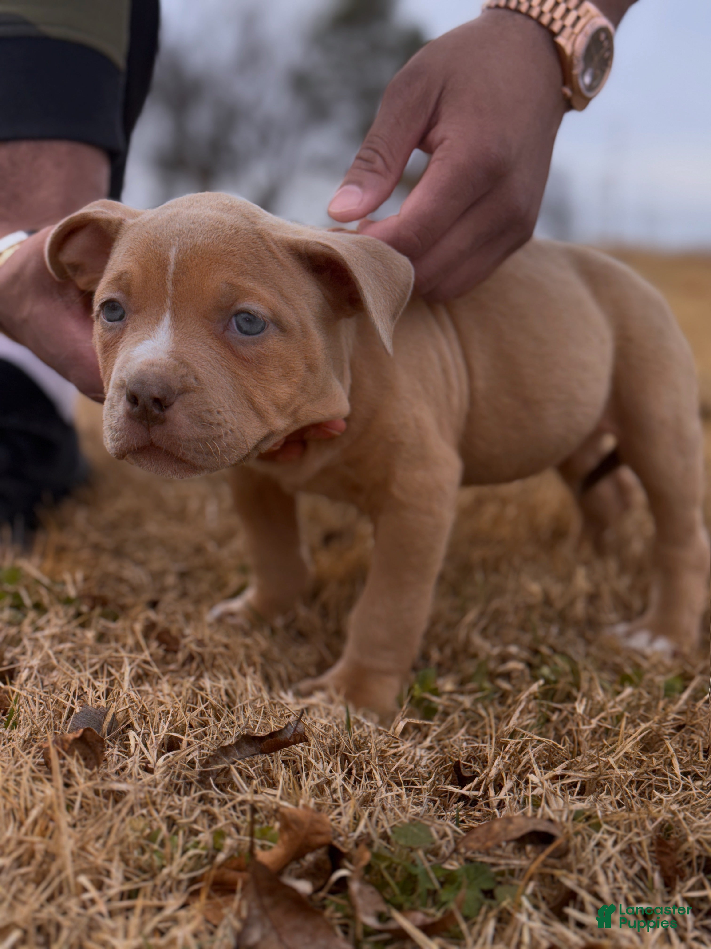 American Bully dogs Layla (Bossy Kennels BL Blue fawn XL Bully) - Ad 2