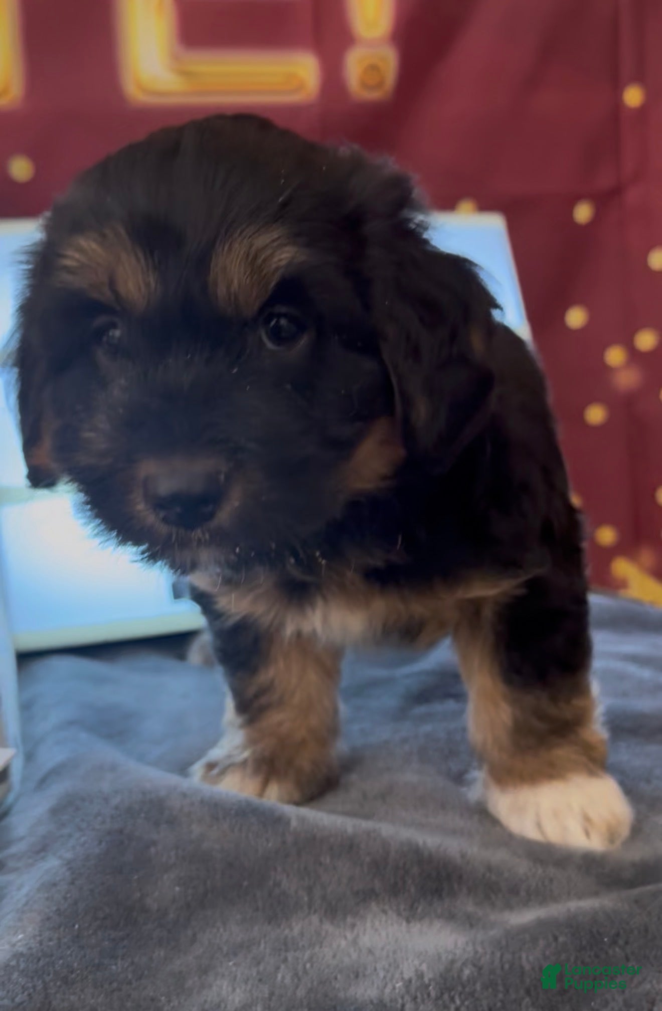 Mixed Breed dogs Bassetoddle boy  - Ad 24