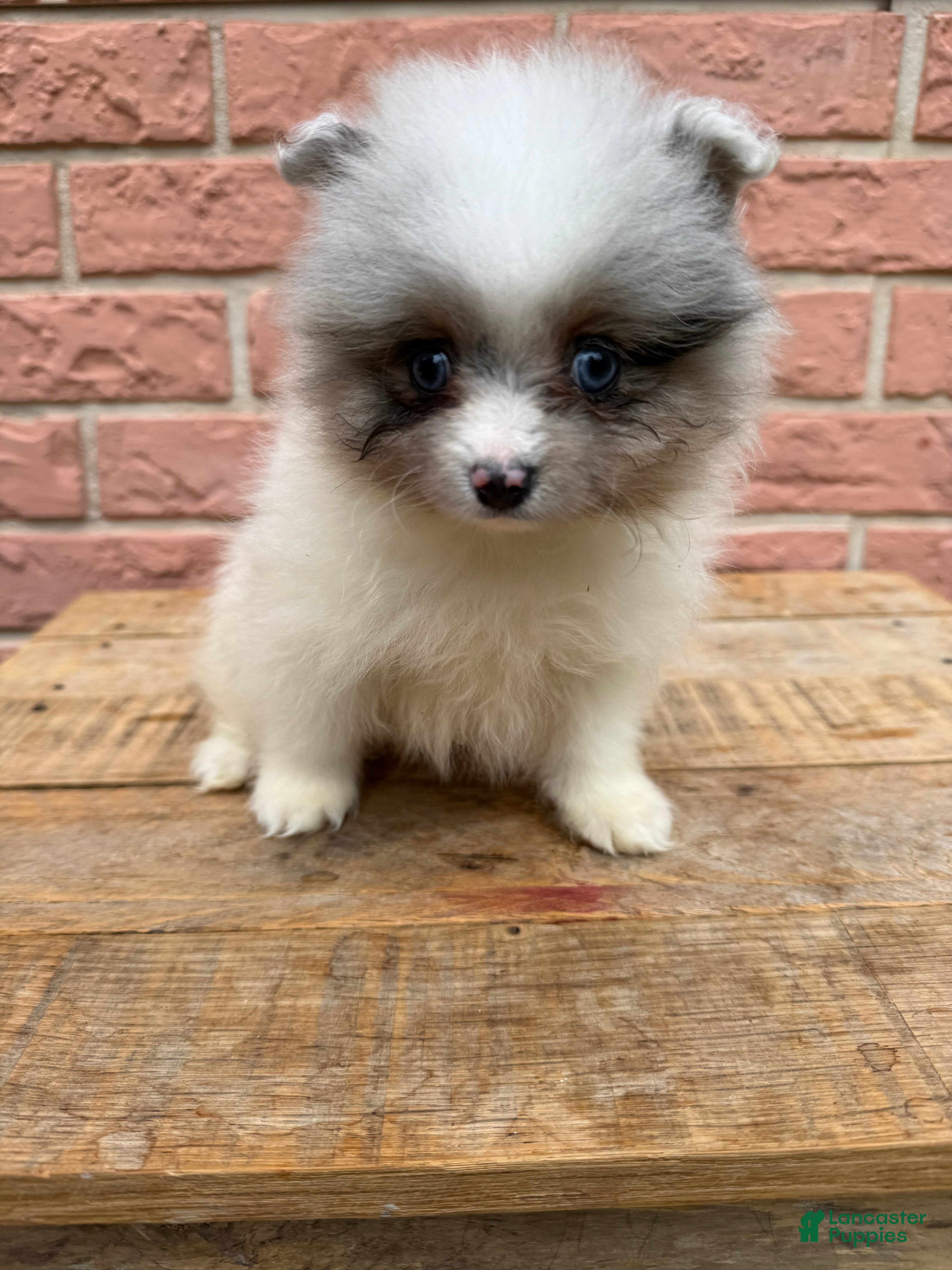 Pomeranian dogs Charlie - Ad 2
