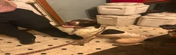 German Shorthaired Pointer dogs for sale: German Shorthaired Pointer 1 - Ad 2