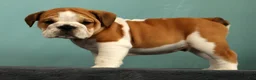 English Bulldog dogs for sale: Baxter - Ad 9