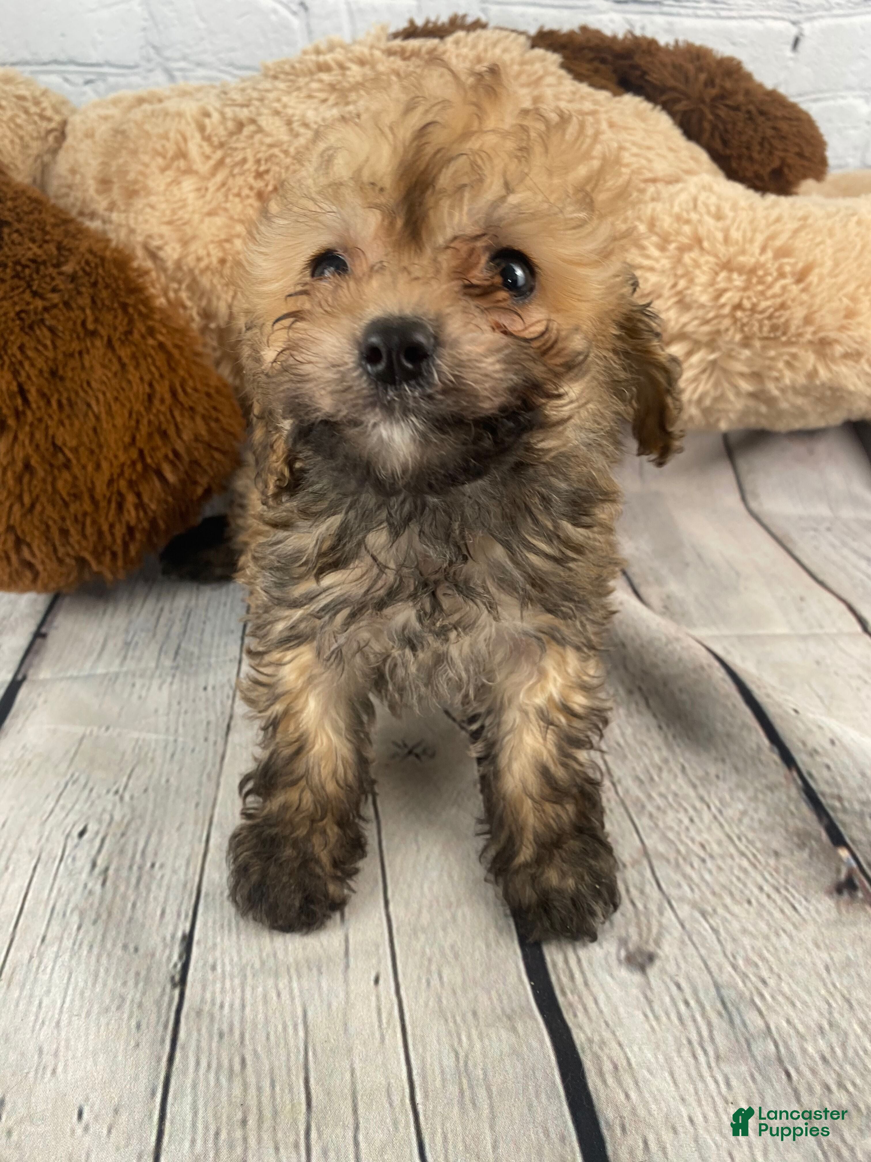 Cavapoo dogs Frank - Ad 2