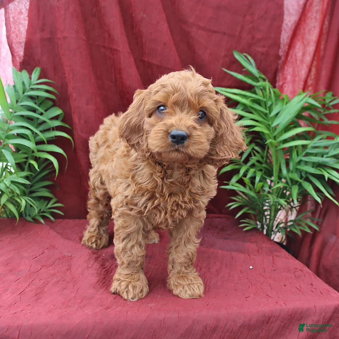 Cockapoo dogs for sale: Ace - Ad 3