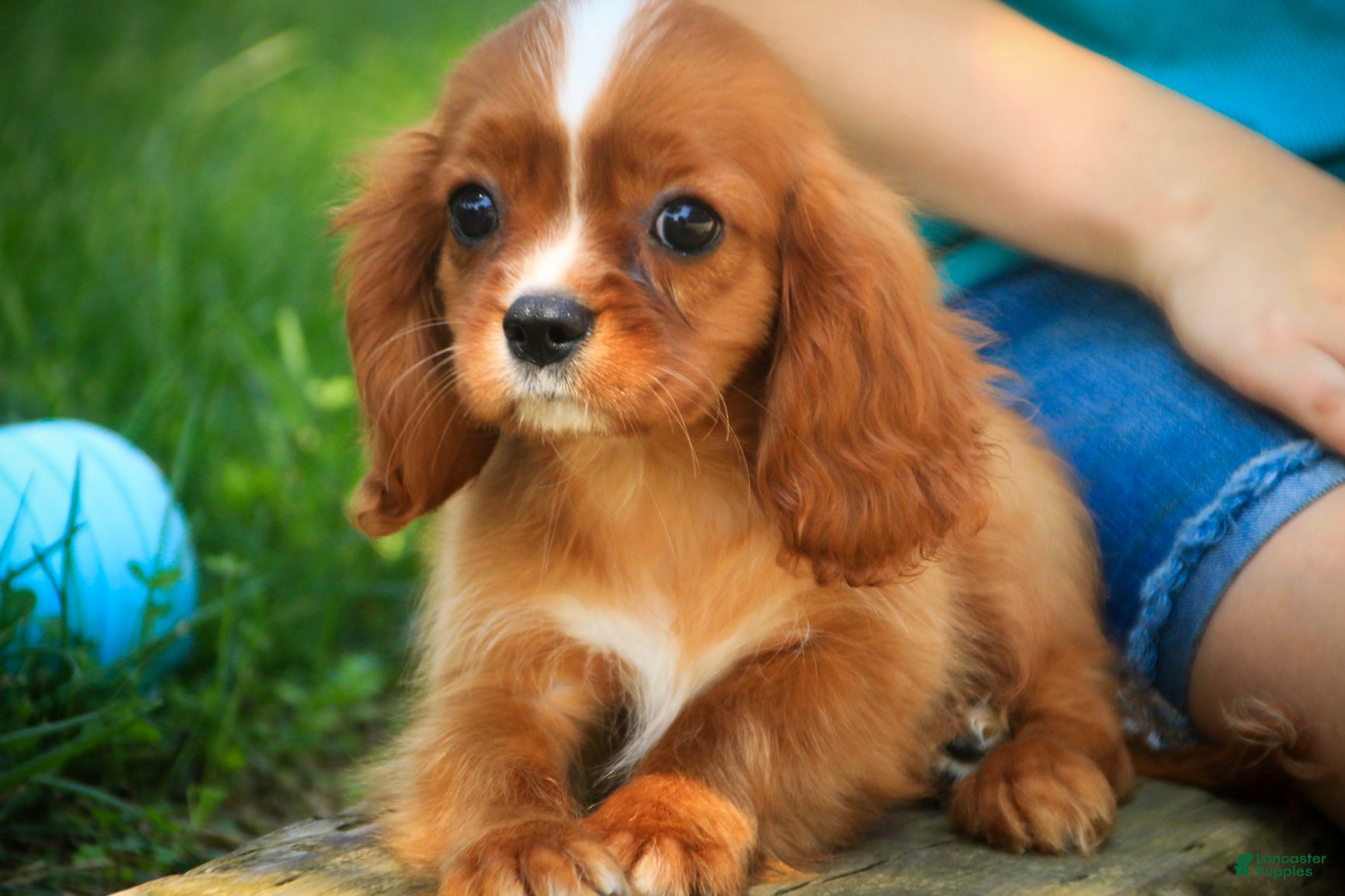Cavalier King Charles Spaniel dogs Freddy Cavalier King Charles Spaniel  - Ad 2