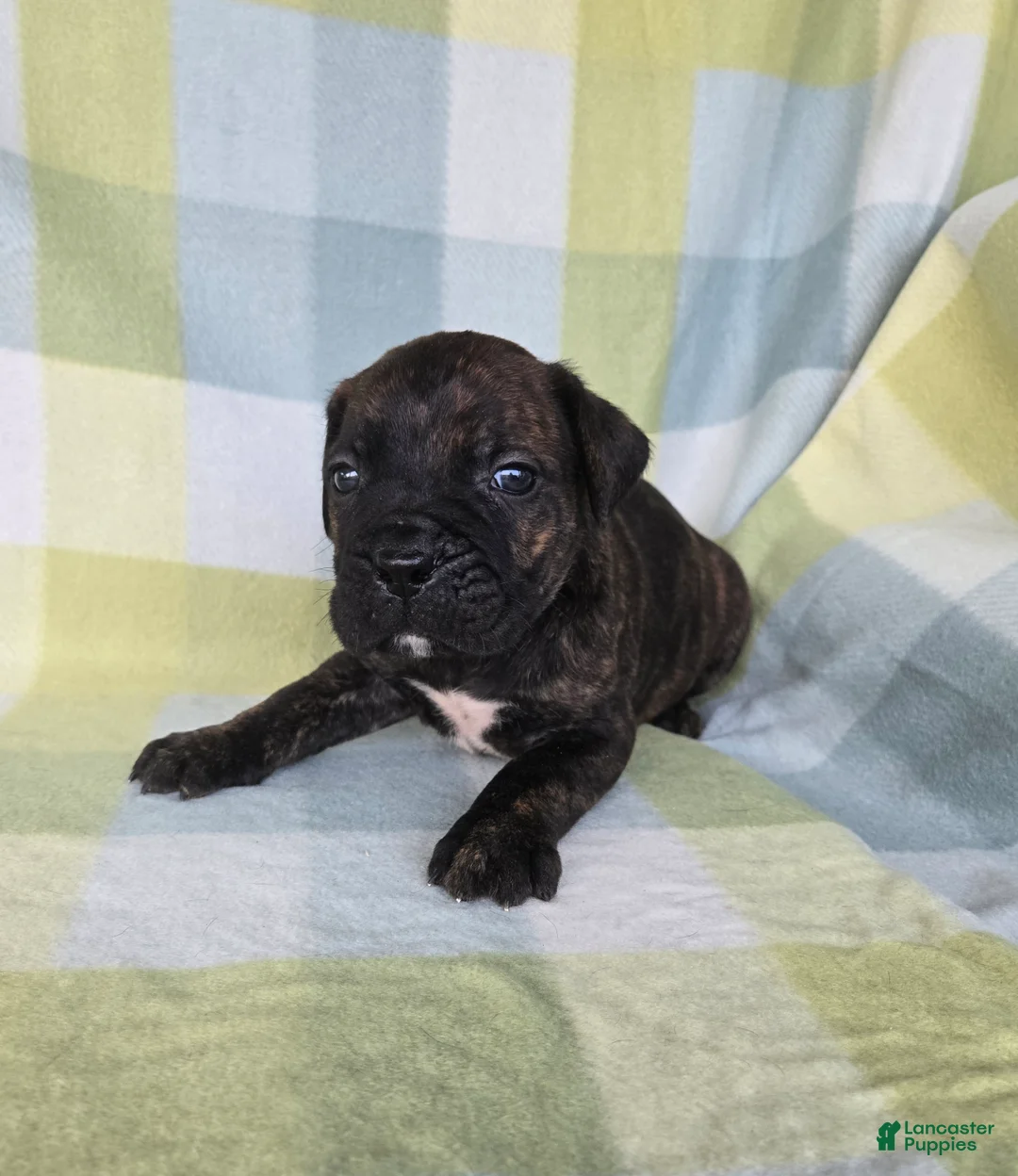 Cane Corso dogs for sale: ICCF Sarge - Ad 1