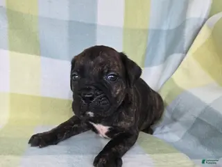 Cane Corso dogs ICCF Sarge - Ad 38