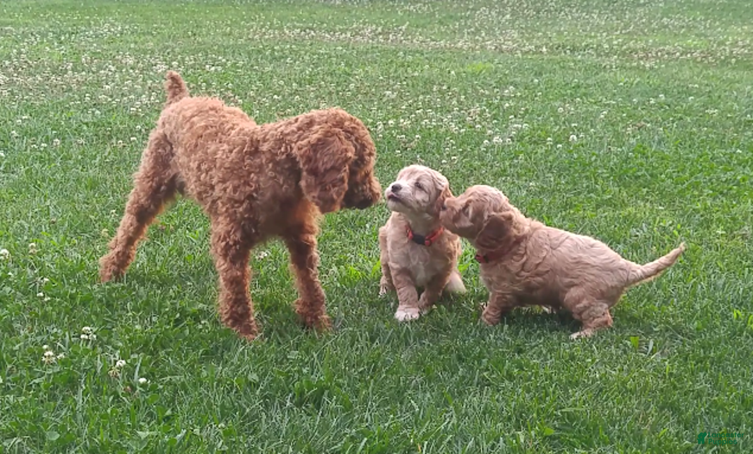 Cockapoo dogs for sale: Remington - Ad 12