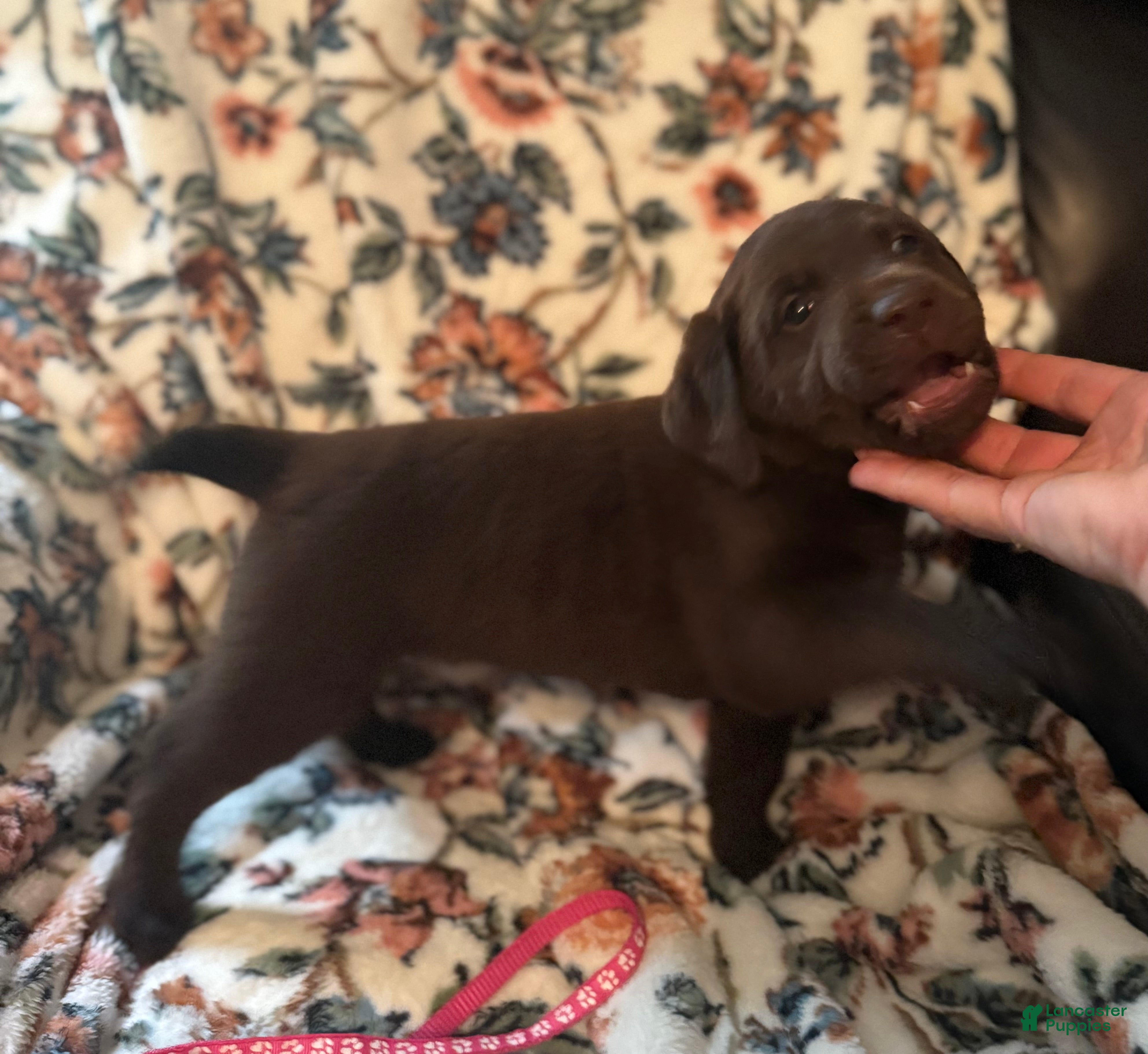Labrador Retriever dogs Labrador Ret Puppy L.Brown tag CHARLIE BROWN  - Ad 2