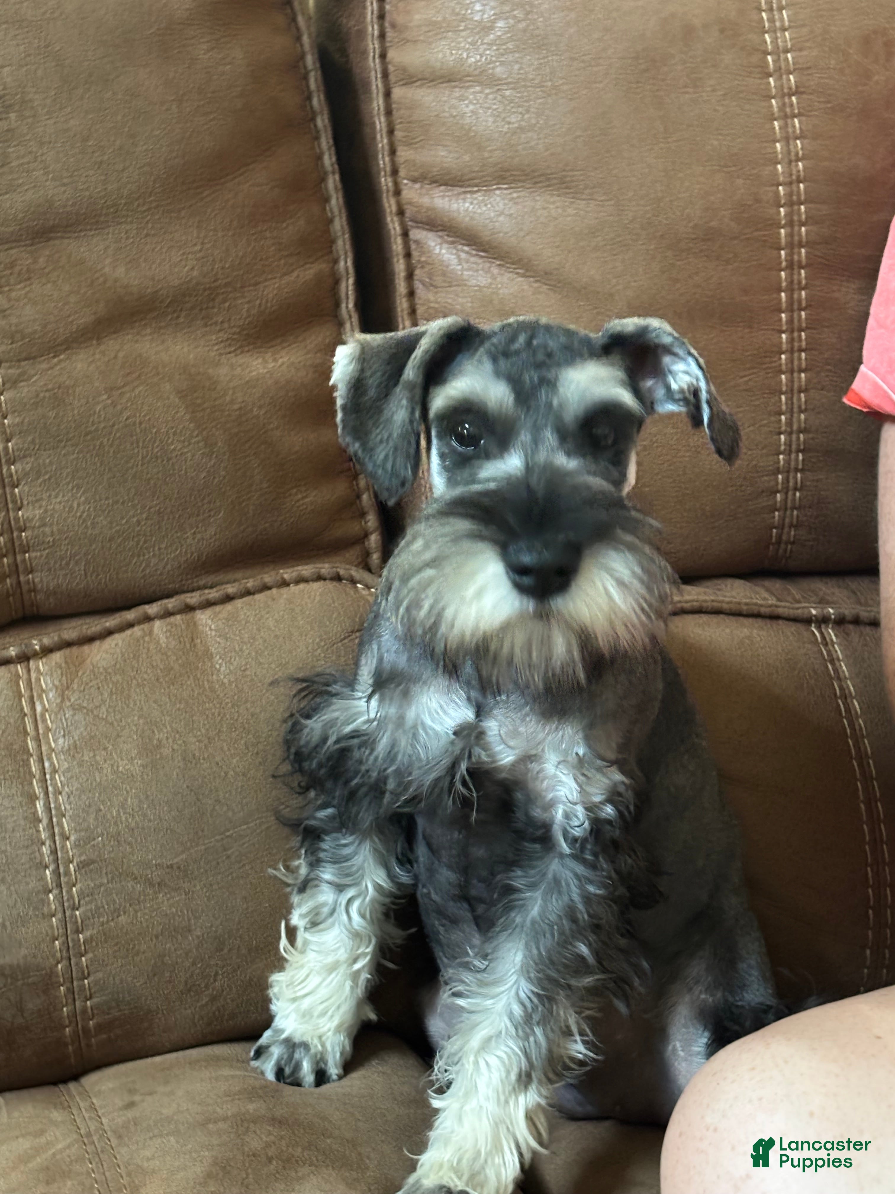 Miniature Schnauzer dogs Miniature Schnauzer 4 - Ad 42