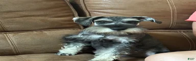 Miniature Schnauzer 4