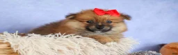Pomeranian dogs for sale: Fabio  - Ad 4