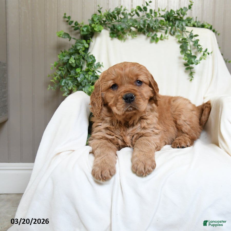 Miniature Golden Retriever dogs Jayden - Ad 2