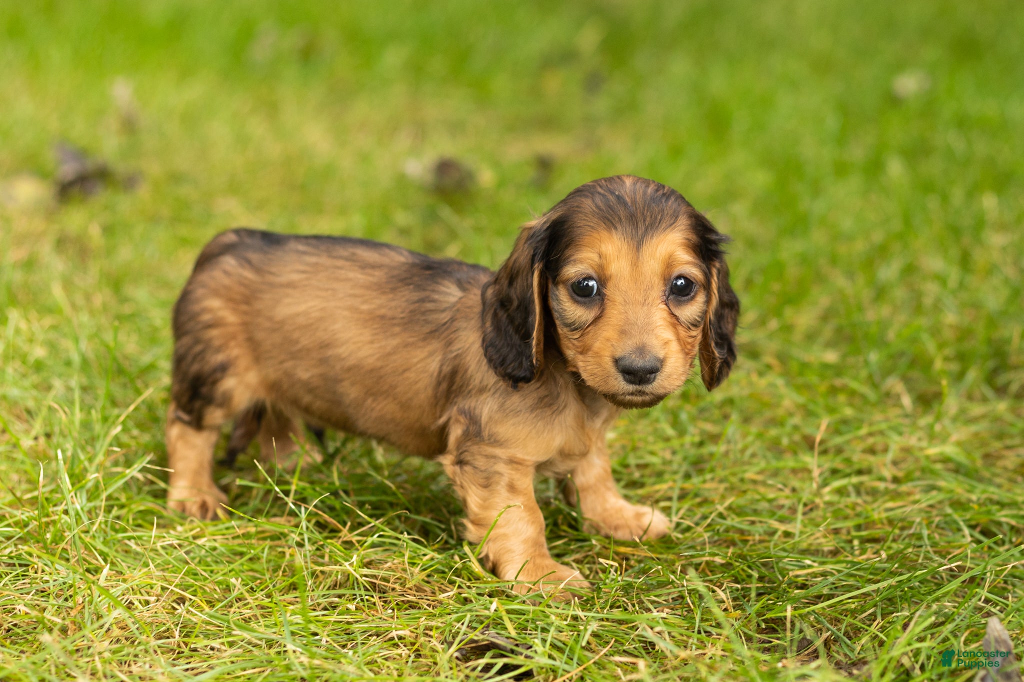 Miniature Dachshund dogs Milo  - Ad 31