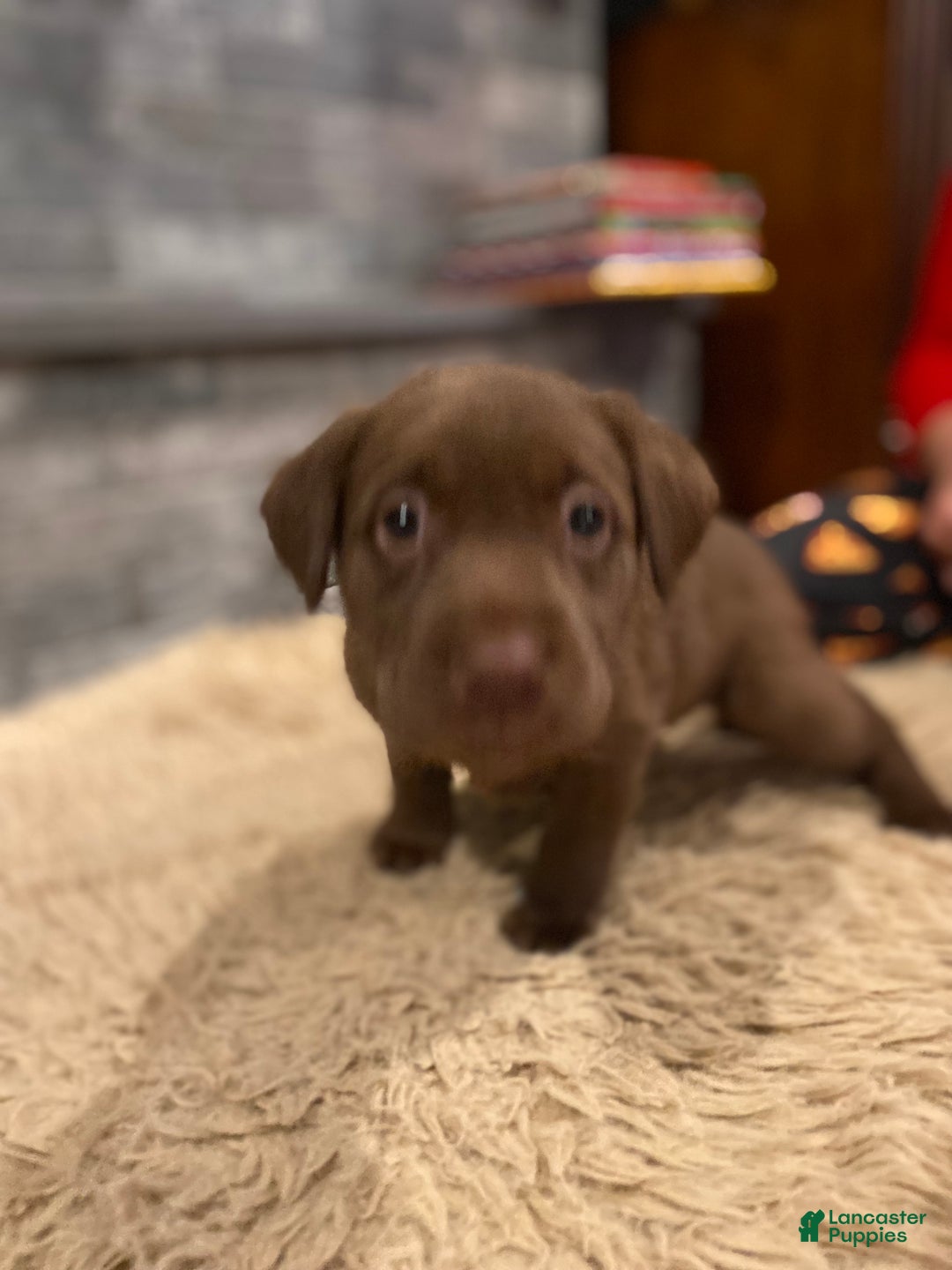 Labrador Retriever dogs for sale: Chocolate Female - Ad 2