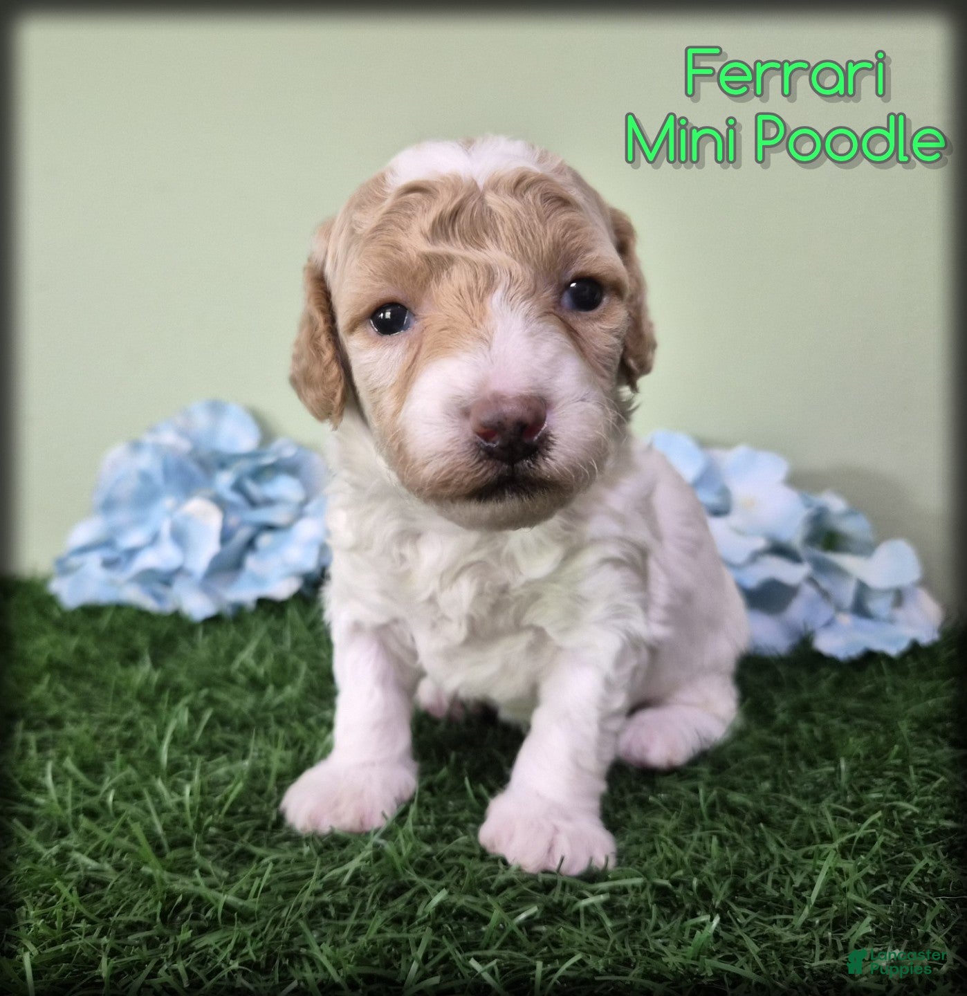 Miniature Poodle dogs Ferrari - Ad 1
