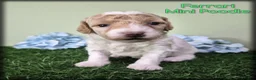Miniature Poodle dogs for sale: Ferrari - Ad 1