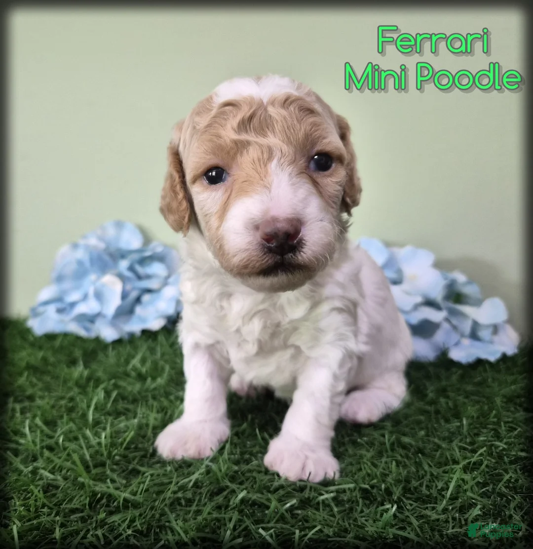 Miniature Poodle dogs for sale: Ferrari - Ad 1