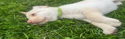 Labrador Retriever dogs for sale: Bailey - Ad 3