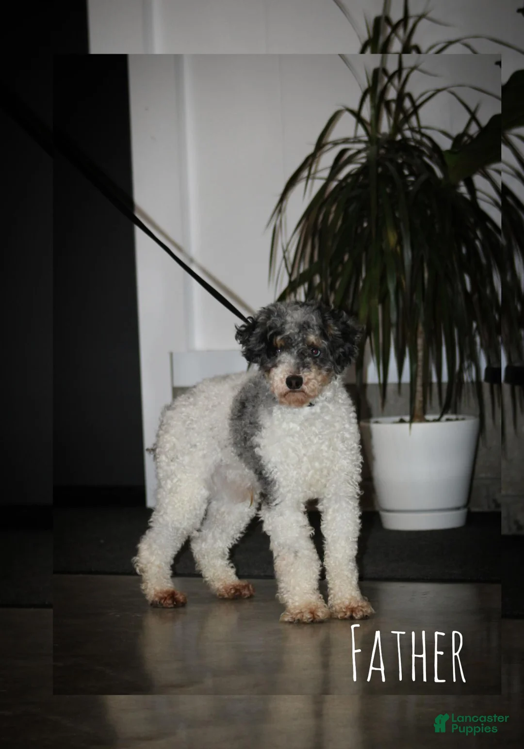 Cavapoo dogs for sale: Jasper - Ad 8