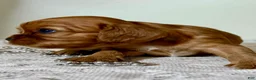 Cavalier King Charles Spaniel dogs for sale: Tanner Cavalier King Charles Spaniel  - Ad 3