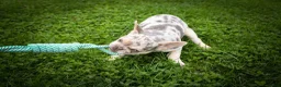 French Bulldog dogs for sale: Spencer 🐾 - Ad 6