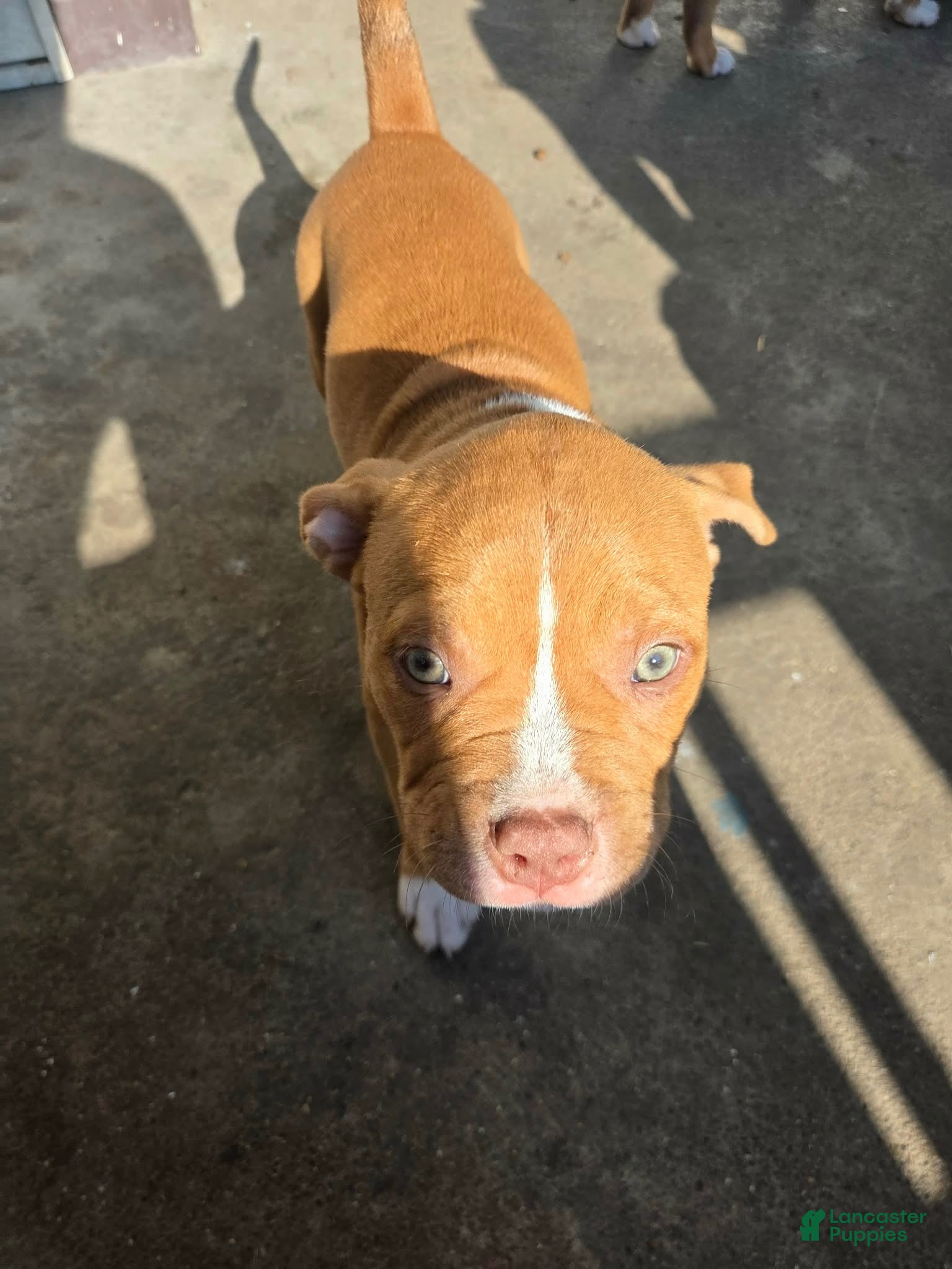 American Bully dogs American Bully 1 - Ad 1