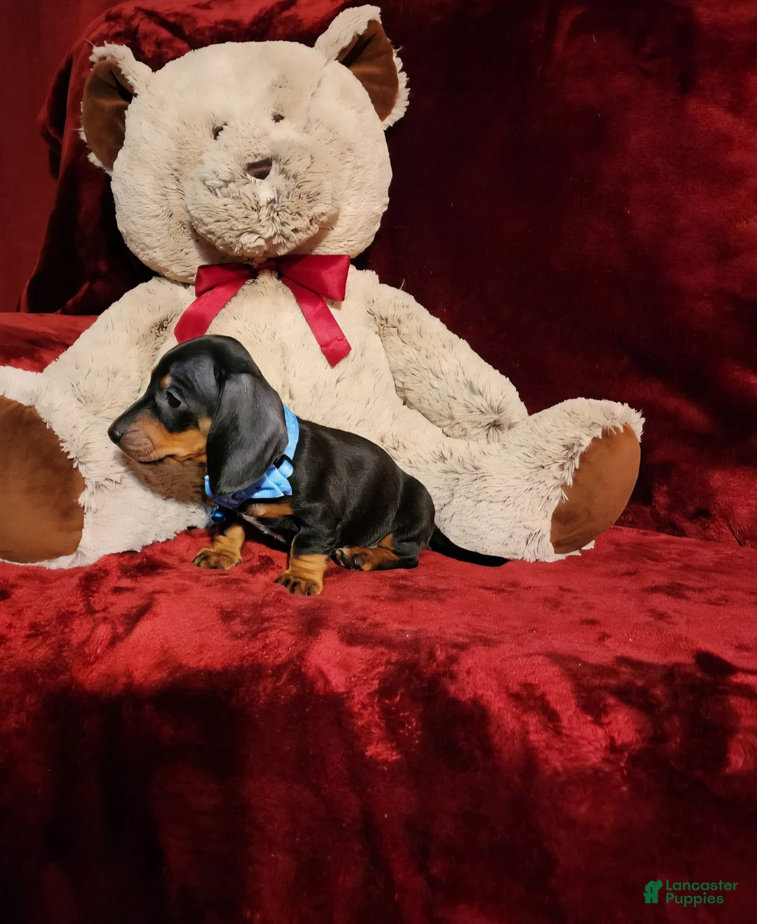 Miniature Dachshund dogs for sale: WAYLON - Ad 10