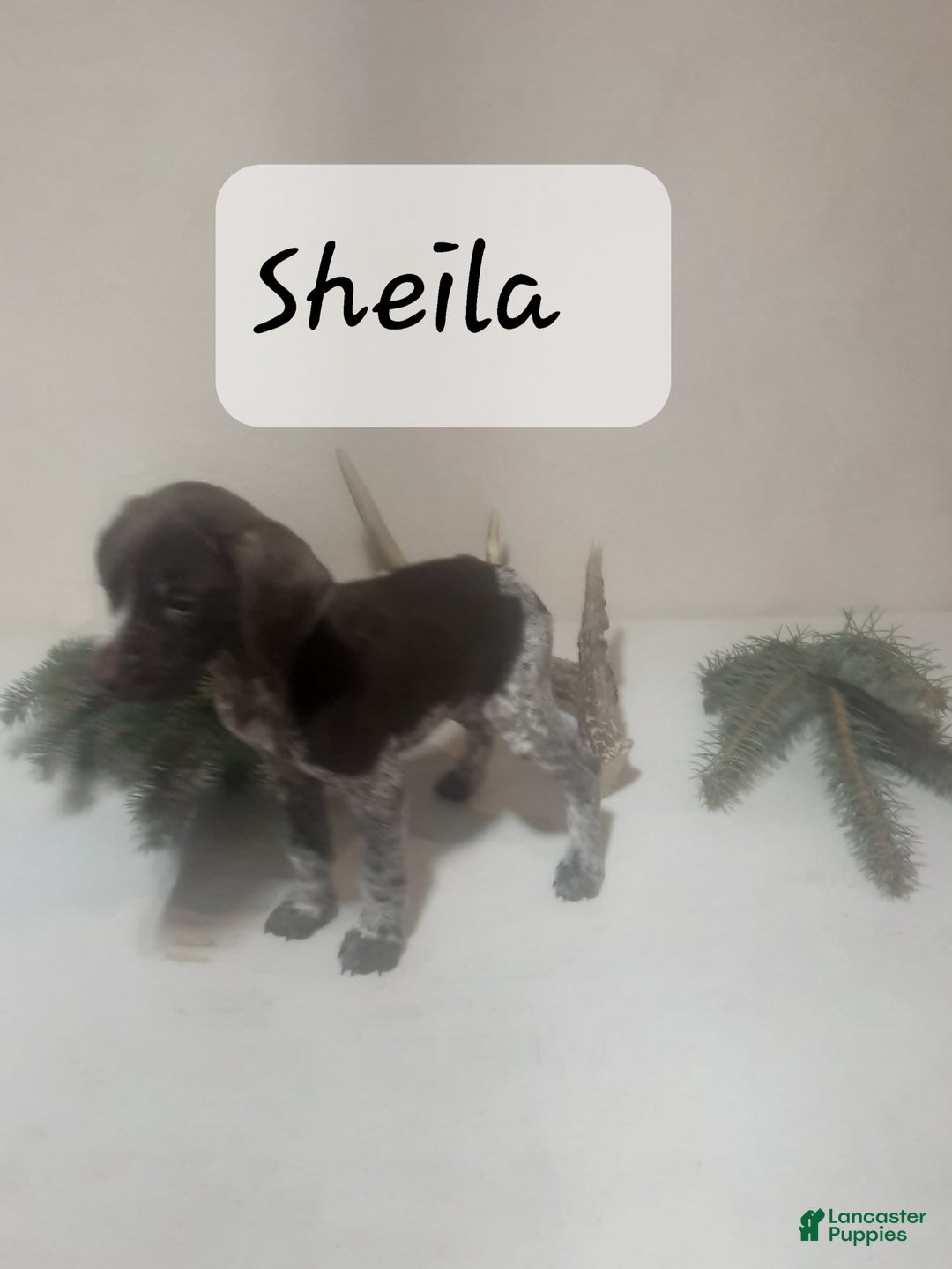 German Shorthaired Pointer dogs for sale: Sheila  - Ad 2