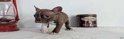 Frenchton dogs for sale: Lady - Ad 6
