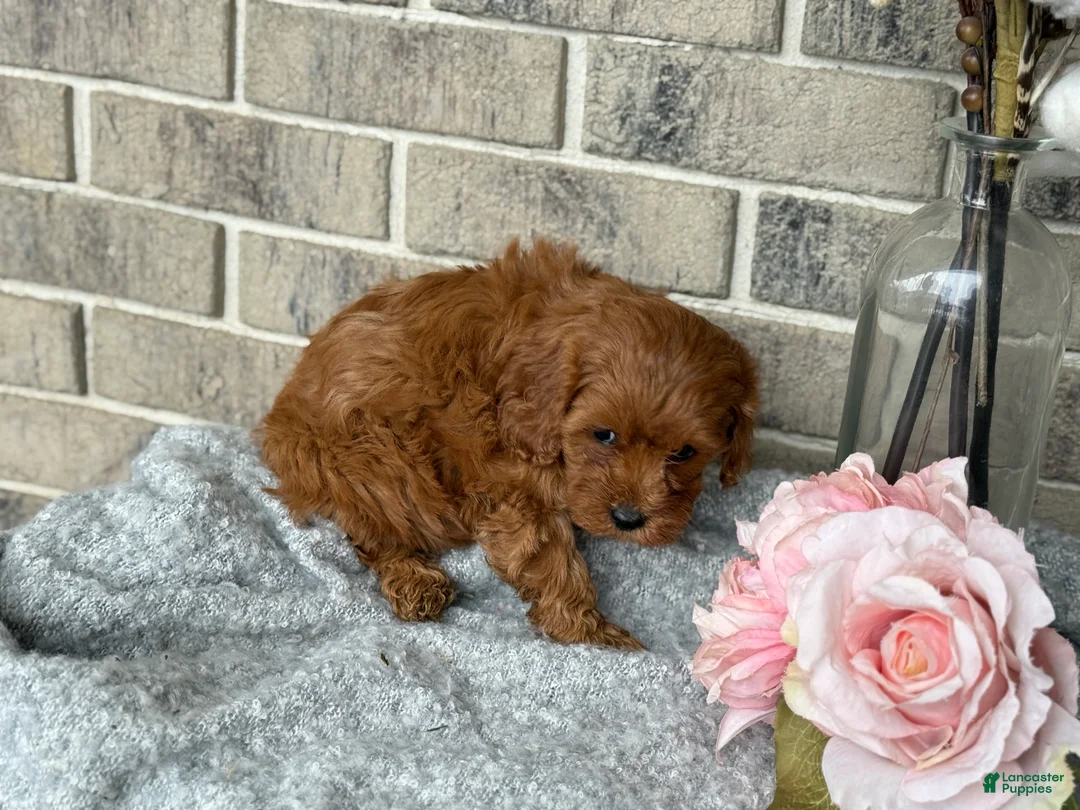 Cavapoo dogs for sale: Kiki - Ad 6