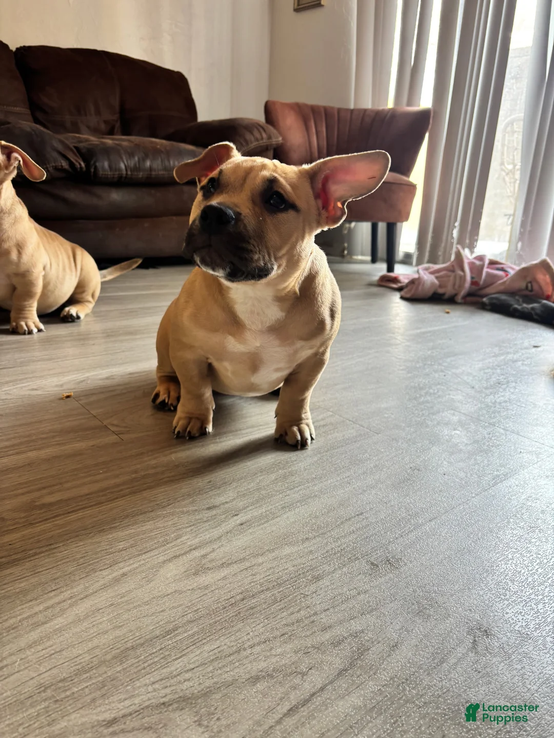 American Bully dogs for sale: American Bully Puppy 2 - Ad 3