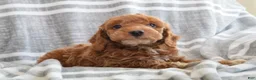 Miniature Poodle dogs for sale: Finn - Ad 4