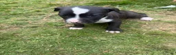 Mixed Breed dogs for sale: Mixed Breed 3 - Ad 3